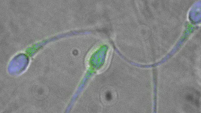 ¿Por qué los espermatozoides no se pierden cuando van hacia el óvulo?