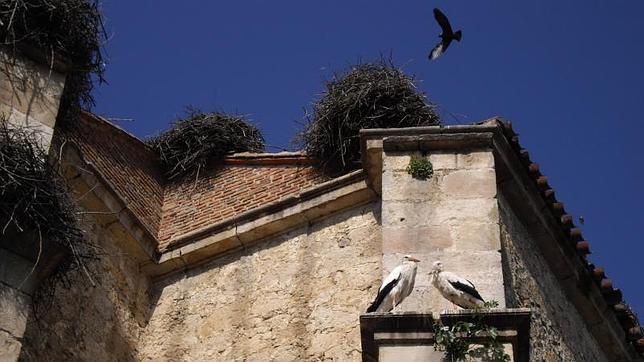 Sesenta nidos de cigüeña invaden una iglesia de Soto del Real