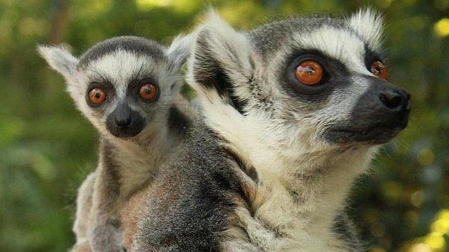 Madagascar: una invasión de sapos tóxicos podría causar un «desastre ecológico»