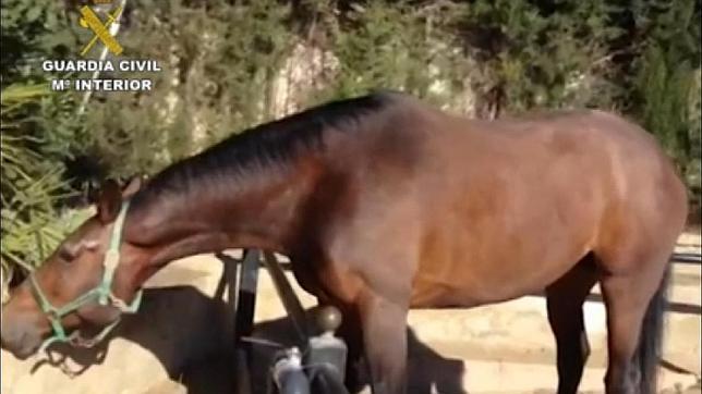 ¿Puede perjudicarme comer carne de caballo no apta para el consumo?