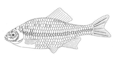 Los peces ciegos que saben contar