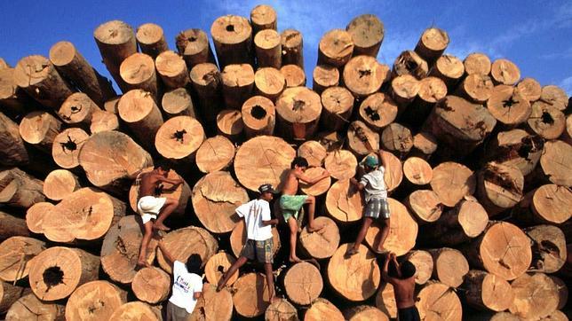 Brasil ha evitado la tala de 14,3 millones hectáreas de bosque en la Amazonia desde 2004