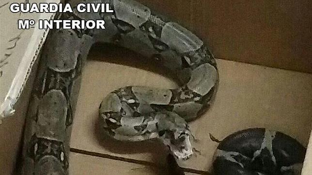 Aparece una serpiente de metro y medio en una playa de Gran Canaria