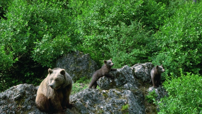Un nuevo oso pardo llegará al Pirineo en 2015