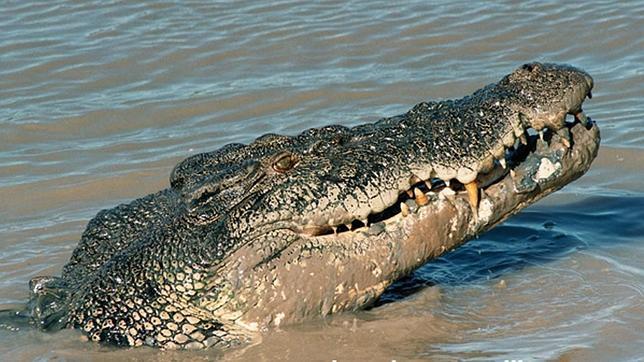 Un cocodrilo de 5 metros se come a un sexagenario en Australia