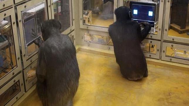 Los chimpancés vencen a los humanos en un juego matemático