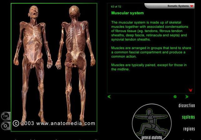 Un programa informático te enseña a diseccionar un cadáver en tu propio ordenador
