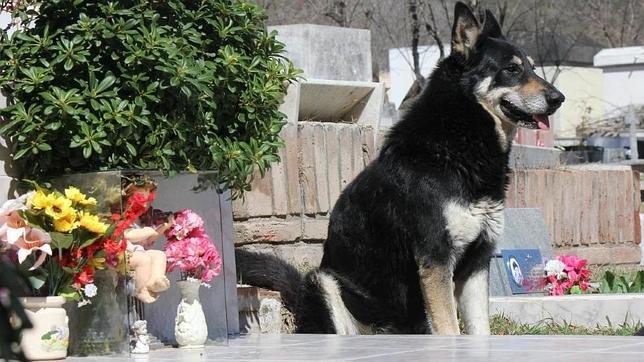 La increíble historia de Capitán, el perro que lleva siete años vigilando la tumba de su dueño
