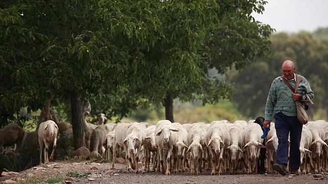 El modelo extensivo de ganadería, el que «de verdad interesa» a España