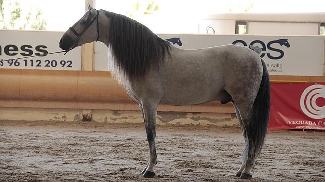 Así es «Indio», el caballo considerado como el más bello de Europa