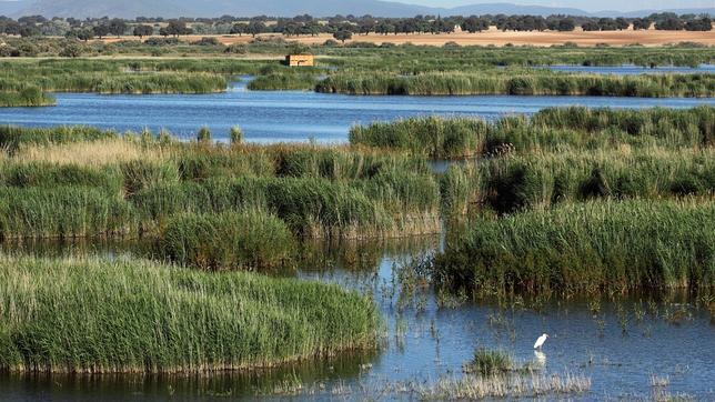 Una garceta grande busca alimento en solitario en las Tablas de Daimiel, con los Montes de Toledo al fondo
