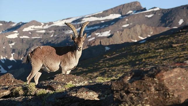 Joven macho montés en la vertiente sur del Parque, con el pico Veleta (3.396 m) al fondo