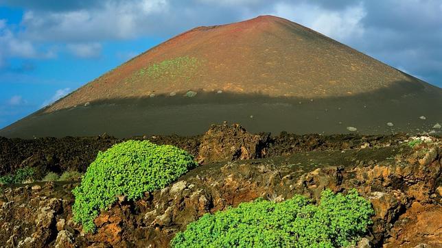 El bejeque de malpaís es un endemismo exclusivo de la isla de Lanzarote. Florece de marzo a julio