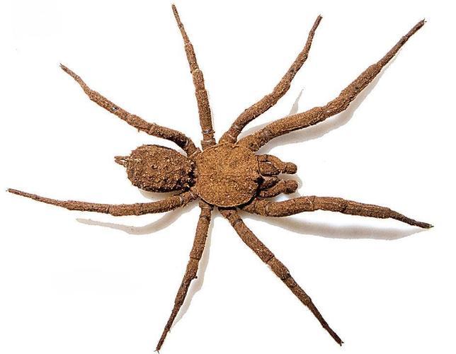 Descubren una araña que se «disfraza» de suelo