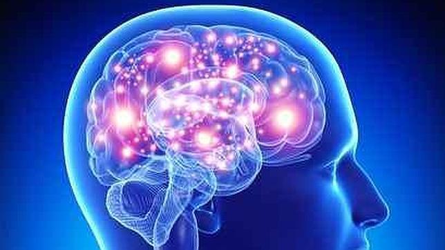 Las emociones se procesan en la amígdala de forma rápida. La corteza cerebral tarda más en tomar el mando