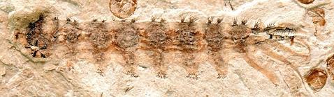 El fósil de «Qiyia jurassica»