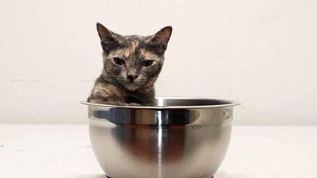 El gato más pequeño del mundo no mide más que una lata de refresco