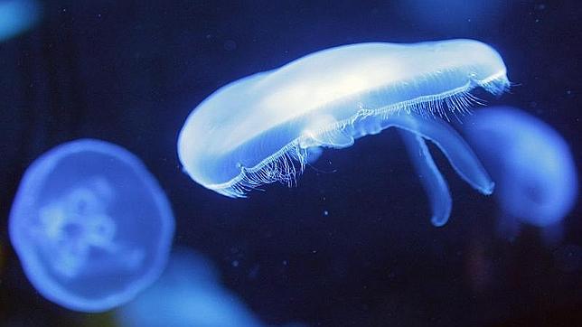 Una de las medusas que viven en el