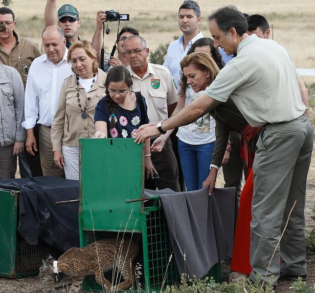 Liberan a los tres primeros ejemplares de lince ibérico en Castilla-La Mancha