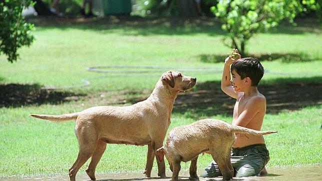 Uno de cada tres españoles considera a su mascota más importante que a sus amigos