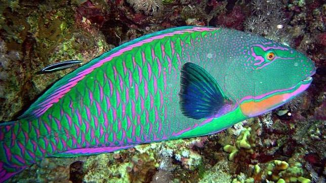 El pez loro, la llave para la recuperación de los arrecifes de coral en el mar Caribe