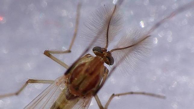 Dentro de casa, una buena solución para acabar con los mosquitos es usar difusores de enchufe