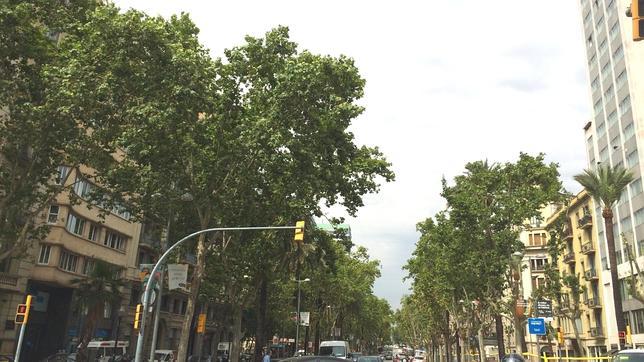 Poda agresiva en la Diagonal de Barcelona