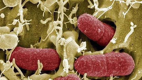 Hallan 500 bacterias que ayudan a comprender las enfermedades intestinales