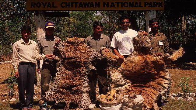 Las pieles de tigre adquieren precios elevados en el mercado negro