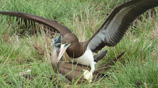 La curiosa conducta sexual de las hembras de piquero pardo