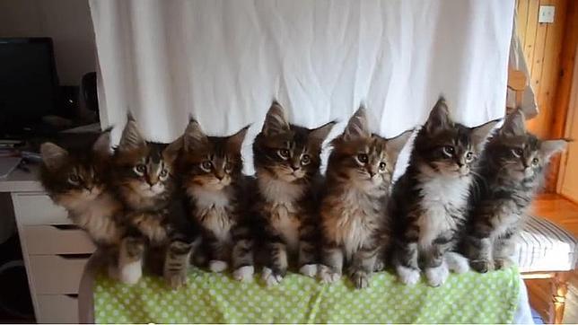 Siete gatitos muestran sus asombrosos reflejos sincronizados