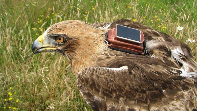 ¿Por qué algunas águilas calzadas invernan en España cerca de sus nidos y otras migran a miles de kilómetros?