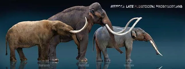 Gonfoterios, los elefantes ancestrales que convivieron con los primeros americanos