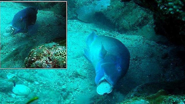 El pez golpea una almeja contra el coral