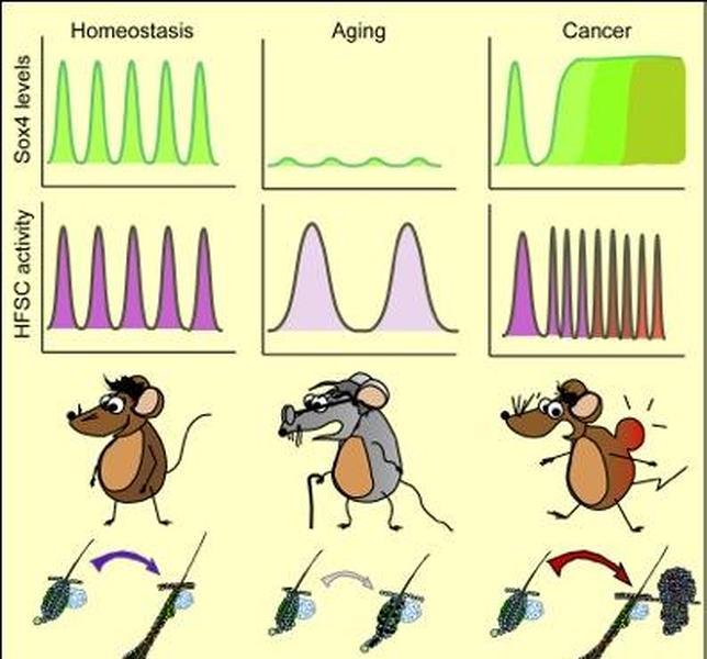 Sox4, el gen que relaciona las células madre con el envejecimiento y el cáncer