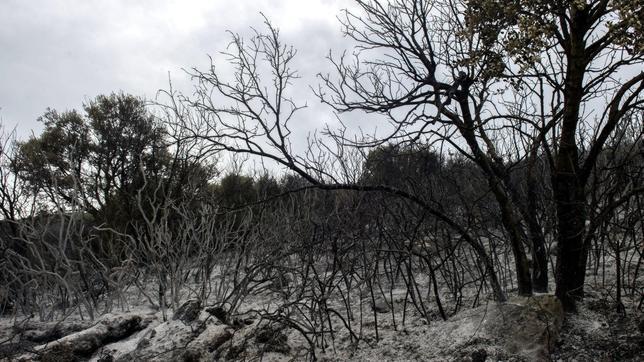 Bomberos de los distintos parques de Navarra y efectivos de la Unidad Militar de Emergencias (UME) controlan el incendio declarado anoche en el término Alto de Bigas de Ujué