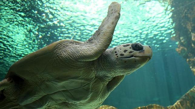 La triste historia de «Bubu», la tortuga boba que vive con los tiburones de Madrid