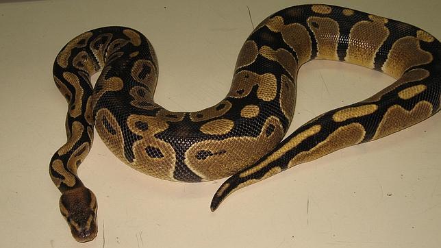 Una pitón anda suelta por Zaragoza