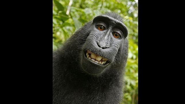 ¿A quién corresponden los derechos del «selfie» de este mono?