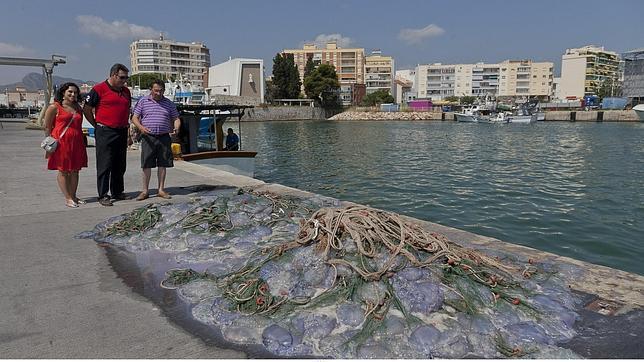 La clave para lograr una playa libre de medusas