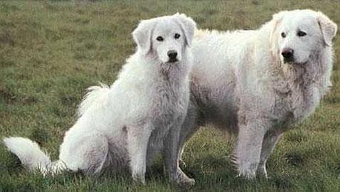 El zoo de Victoria entrena a perros para que protejan a amenazados roedores