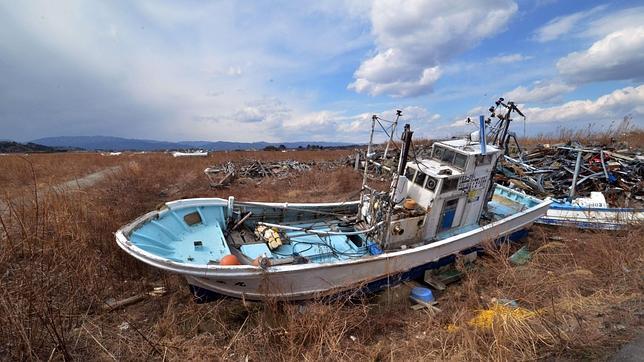 Los gravísimos efectos de la radiación de Fukushima en la flora y la fauna