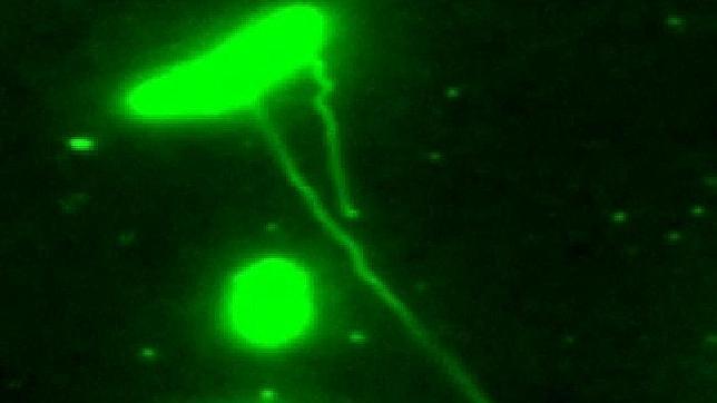Graban en vídeo los «cables eléctricos» de las bacterias