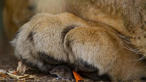 Las fotos de naturaleza más impactantes del año