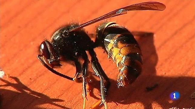 Localizan más de treinta enjambres de avispas asiáticas en la localidad de Cervo