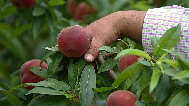 Bruselas ayuda con 32 millones a los productores de melocotones y nectarinas ante el veto ruso