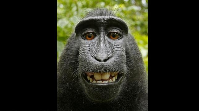 El «selfie» tomado por un mono no tiene derechos de autor