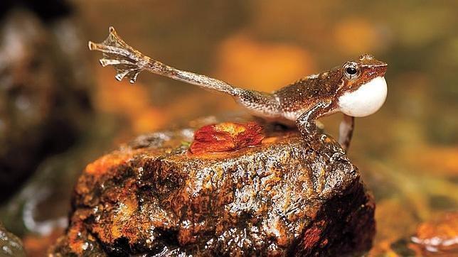 Una de las ranas bailarinas