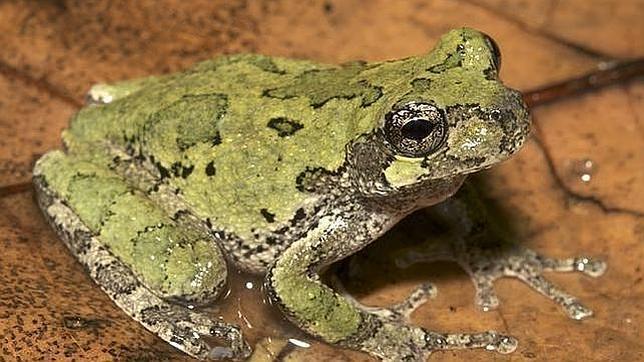 Un ejemplar de la rana estudiada