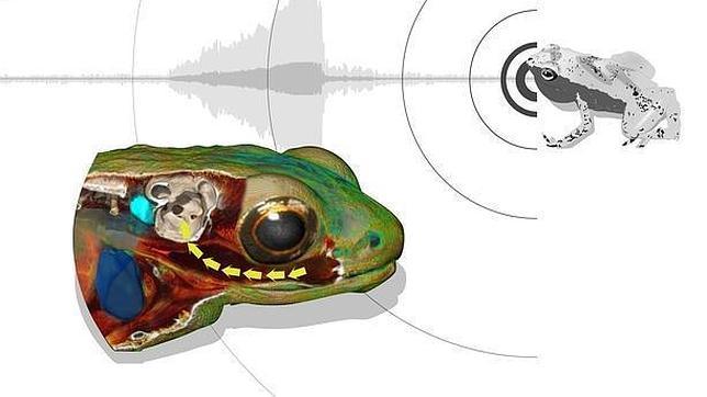 En la rana Gardiner, la boca actúa como una cavidad de resonancia para las frecuencias